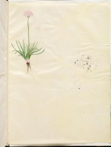 Armeria maritima (vanlig engelsk gress) av Hans Simon Holtzbecker