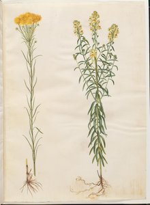 Aster linosyris (gullhåraster); Linaria vulgaris (vanlig torsk) av Hans Simon Holtzbecker