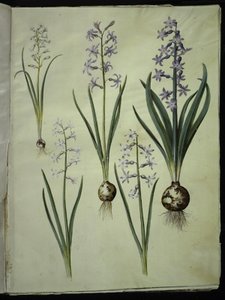 Brimeura amethystina (pyreneisk blå); Orientalsk hyacint (Almindelig hyacinth) av Hans Simon Holtzbecker