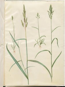 Bromus bygg (blød hejre); Phalaris arundinacea av Hans Simon Holtzbecker