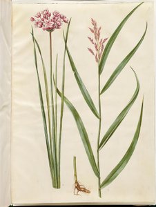 Butomus umbellatus (brudelys); Phragmites australis (vanlig siv) av Hans Simon Holtzbecker