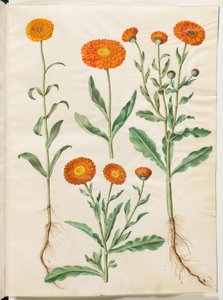 Calendula officinalis (hage ringblomst) av Hans Simon Holtzbecker