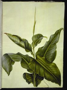 kanna (øye) av Hans Simon Holtzbecker