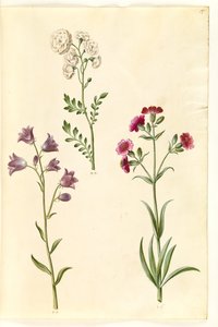 Cardamine pratensis (engkarse); Campanula rotundifolia (?) (liden klokke); Silene vulgaris (?) (blæresmelde) av Hans Simon Holtzbecker