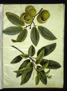 Castanea sativa (ekte kastanje) av Hans Simon Holtzbecker