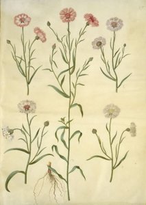 Centaurea cyanus (kornblomst) av Hans Simon Holtzbecker