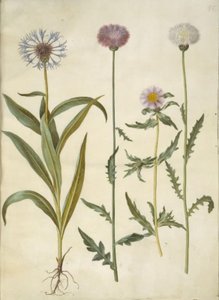 Centaurea montana (fjellknuter); Amberboa moschata (duft sultan) av Hans Simon Holtzbecker