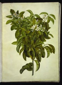 Sitrus limon (vanlig sitron) av Hans Simon Holtzbecker