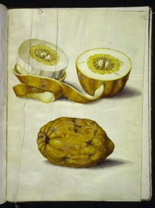 Citrus medica (cedrat) av Hans Simon Holtzbecker