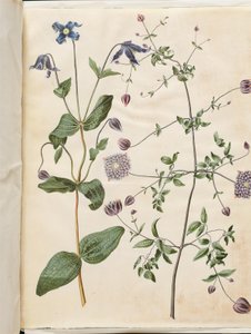 Clematis integrifolia (blå flerårig klematis); Clematis viticella (italiensk creeper) av Hans Simon Holtzbecker