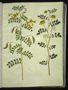 Colutea arborescens (vanlig blæreurt); Hippocrepis emerus (busk-hestesko) av Hans Simon Holtzbecker