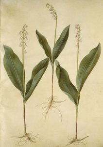 Convallaria majalis (liljelilje); Convallaria majalis (variasjon av liljekonvall) av Hans Simon Holtzbecker