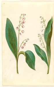 Convallaria majalis rosea (rød liljekonvall); Convallaria majalis (liljekonvall) av Hans Simon Holtzbecker
