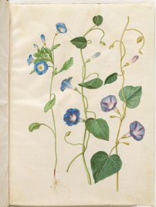 Convolvulus tricolor (jomfruskjørt); Ipomoea purpurea (lilla magnolia) av Hans Simon Holtzbecker