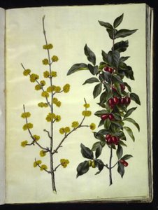 Cornus mas (kirsebærkornell) av Hans Simon Holtzbecker