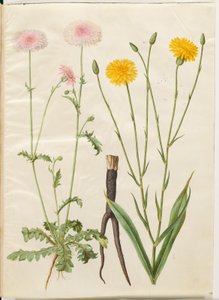 Crepis rubra (rød haukneb); Scorzonera hispanica (hagescorzones) av Hans Simon Holtzbecker