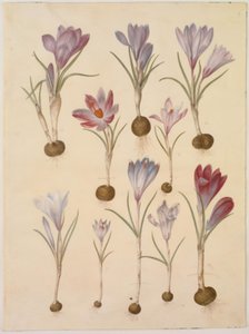Crocus vernus (vår-krokus) av Hans Simon Holtzbecker