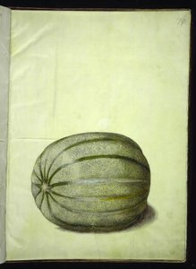 Cucumis melo (melon) av Hans Simon Holtzbecker
