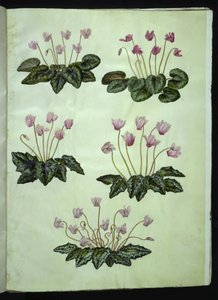 Cyclamen purpurascens (ekte alpinfiolett); Cyclamen hederifolium (ivyleaf alpinfiolett) av Hans Simon Holtzbecker