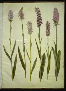Dactylorhiza maculata (flekket gjøkurt) av Hans Simon Holtzbecker