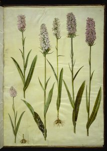 Dactylorhiza maculata (flekket gjøkurt)