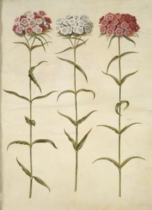 Dianthus barbatus (studentnellik) av Hans Simon Holtzbecker