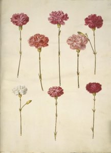 Dianthus caryophyllus (hagenellik) av Hans Simon Holtzbecker