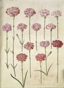 Dianthus caryophyllus (hagenellik) av Hans Simon Holtzbecker