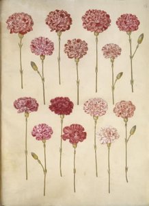 Dianthus caryophyllus (hagenellik) av Hans Simon Holtzbecker