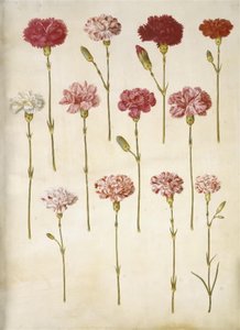 Dianthus caryophyllus (hagenellik) av Hans Simon Holtzbecker