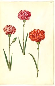 Dianthus caryophyllus (hagenellik) av Hans Simon Holtzbecker