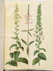 Digitalis grandiflora (storblomstret revebjelle); Physostegia virginiana (Physostegia virginiana); Digitalis purpurea (vanlig revebjelle) av Hans Simon Holtzbecker