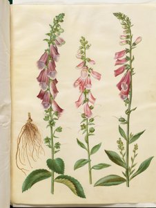 Digitalis purpurea (vanlig revebjelle)