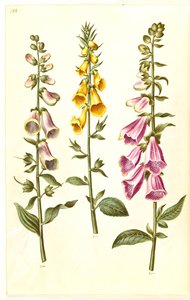 Digitalis purpurea (vanlig digitalis); Digitalis grandiflora (storblomstret revebjelle) av Hans Simon Holtzbecker