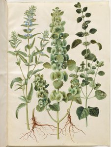Dracocephalum moldavica (Moldavisk dragehode); Moluccella spinosa (tårntraktbeger); Melissa officinalis (sitronmelisse) av Hans Simon Holtzbecker