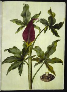 Dracunculus vulgaris (vanlig dragerot) av Hans Simon Holtzbecker