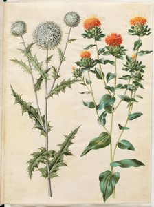 Echinops sphaerocephalus (almindelig tidselkugle); Farging av saflor (gul saflortidsel) av Hans Simon Holtzbecker