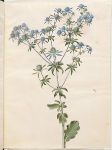 Flat eryngium (har-mandstro) av Hans Simon Holtzbecker