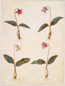 Erythronium dens-canis (ekte hundetann) av Hans Simon Holtzbecker