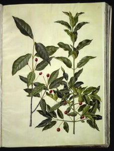Euonymus latifolius (bredbladet benved); Euonymus europaeus (vanlig benved) av Hans Simon Holtzbecker