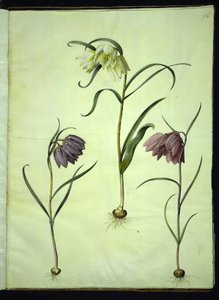 Fritillaria meleagris (vanlig hoggormegg) av Hans Simon Holtzbecker