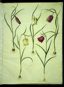 Fritillaria meleagris (vanlig hoggormegg) av Hans Simon Holtzbecker