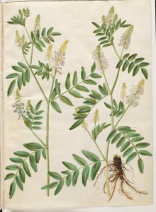 Galega officinalis (leges pod) av Hans Simon Holtzbecker