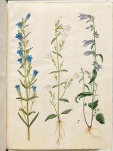 Gentiana pneumonanthe (klokke-ensian); Campanula patula (eng-klokke); Campanula rapunculoides (ensidig klokke) av Hans Simon Holtzbecker