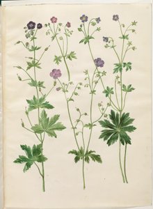 Geranium phaeum (bølgekronet storkenebb); Geranium sylvaticum (tømmerstorkenebb) av Hans Simon Holtzbecker