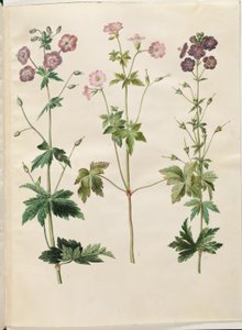 Geranium phaeum (bølgekronet storkenebb); Geranium versicolor (nettstorkenebb) av Hans Simon Holtzbecker