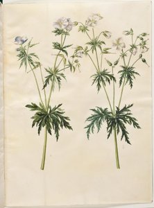 Geranium pratense (engstorkenebb) av Hans Simon Holtzbecker