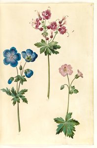 Geranium pratense (engstorkenebb); Geranium phaeum (bølgekronet storkenebb); Geranium versicolor (nettstorkenebb) av Hans Simon Holtzbecker
