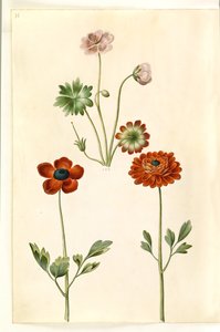 Geranium sanguineum striatum (stribet storkenæb); Ranunculus asiatica (har-ranunkel) av Hans Simon Holtzbecker