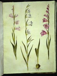 Gladiolus communis (vanlig gladiolus) av Hans Simon Holtzbecker